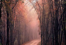 WCBA東莞新彤盛:外援助陣年輕隊員扛起重任.